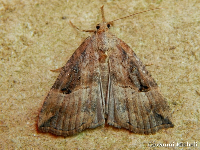 Hypena rostralis ?? S